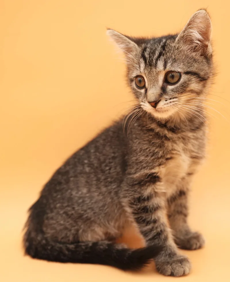 A baby small-sized female Tabby (Brown / Chocolate) Tabby cat named Gypsy is GORGEOUS for adoption in Bedford Hills, NY