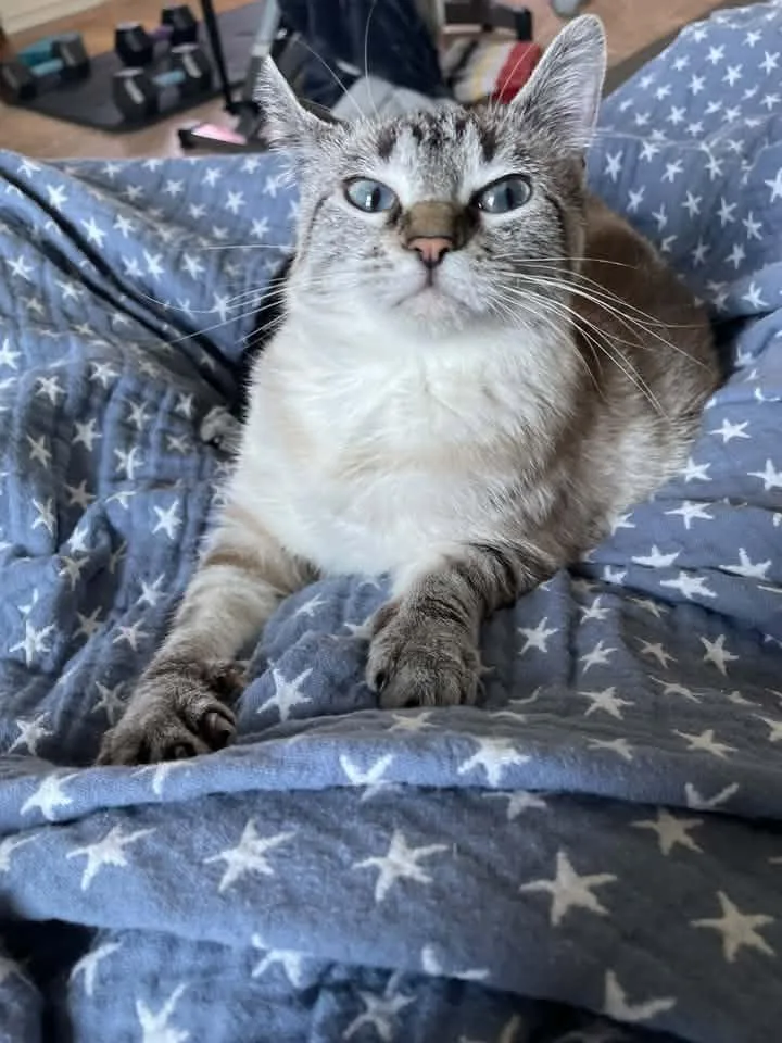 Gigi