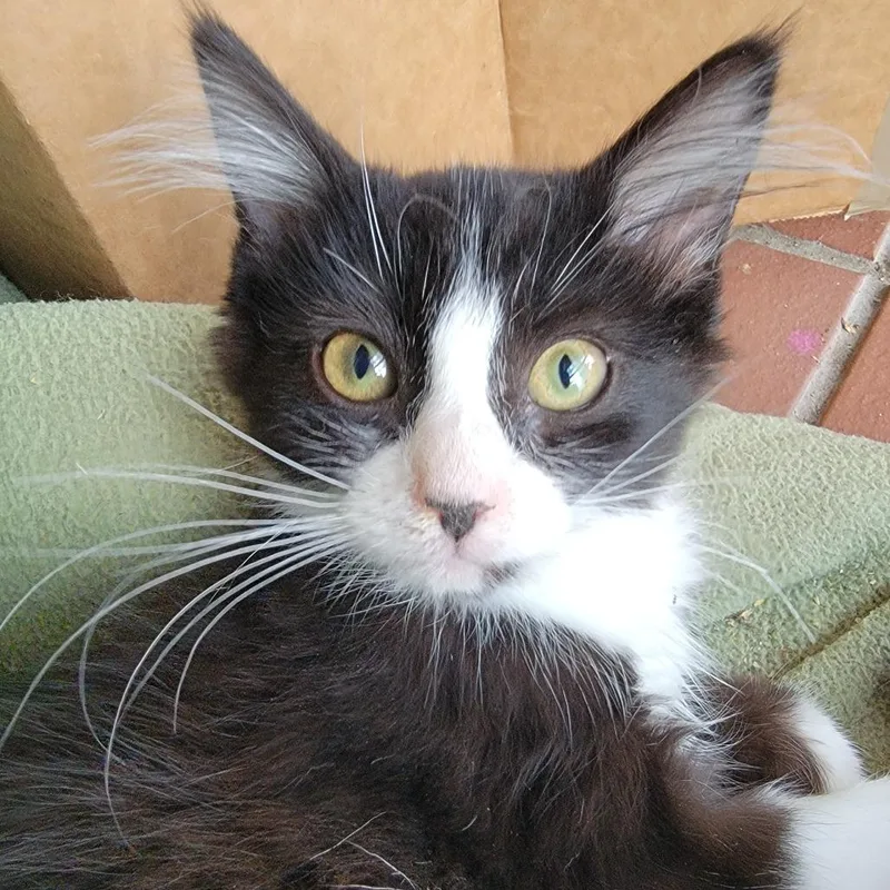 A baby small-sized female Black Domestic Short Hair cat named Lady Bug for adoption in Buffalo, WY