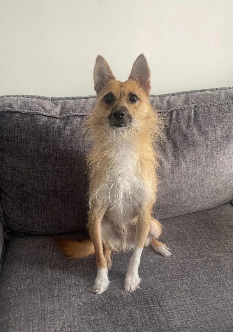 An adult small-sized male Terrier dog named Teo for adoption in Duluth, GA