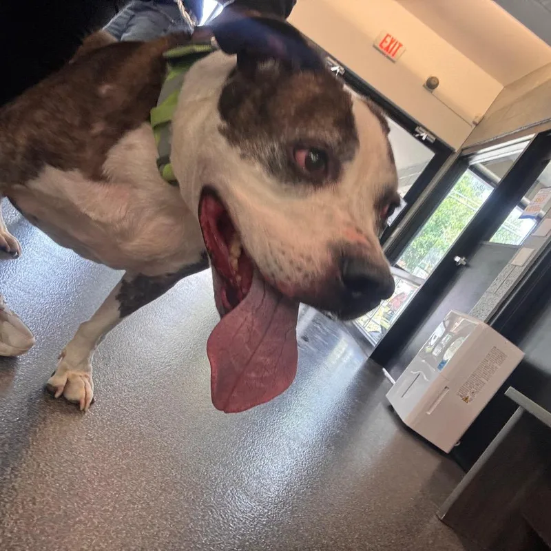 A senior extra large-sized male Brindle Mixed Breed dog named King for adoption in Allentown, PA