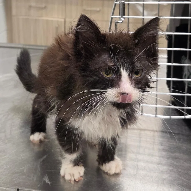 A baby small-sized female Black Domestic Short Hair cat named Pudding for adoption in Chattanooga, TN