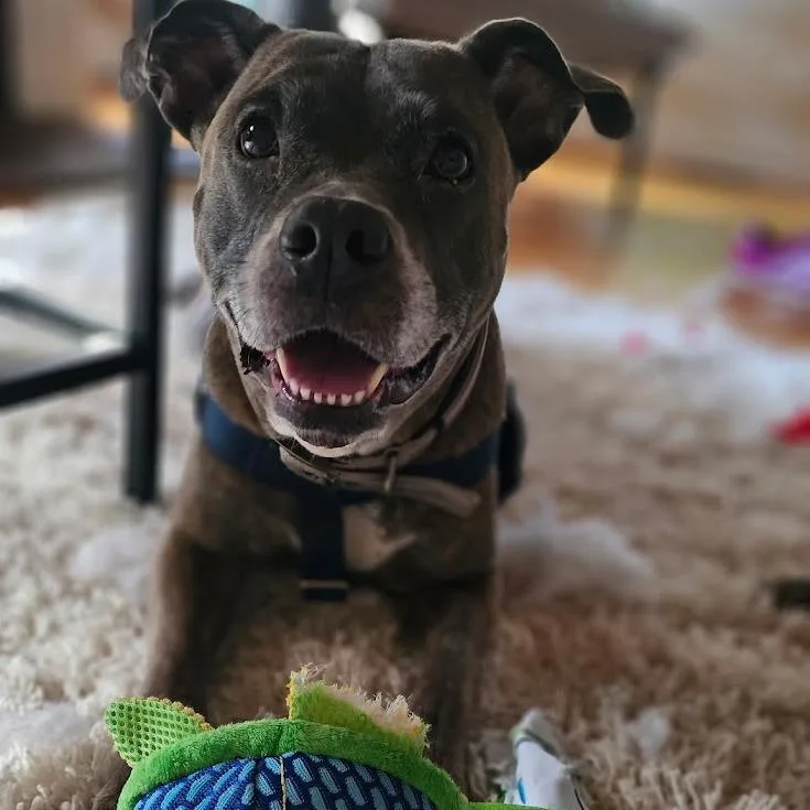 A senior large-sized female Mixed Breed dog named Chloe for adoption in Bangall, NY