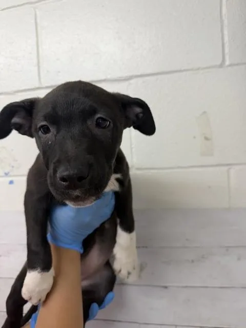 A baby small-sized female Pit Bull Terrier dog named Socks for adoption in San Bernardino, CA