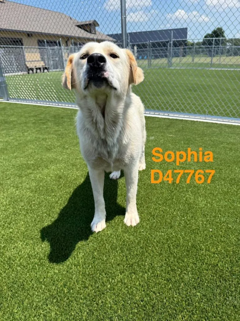 Sophia