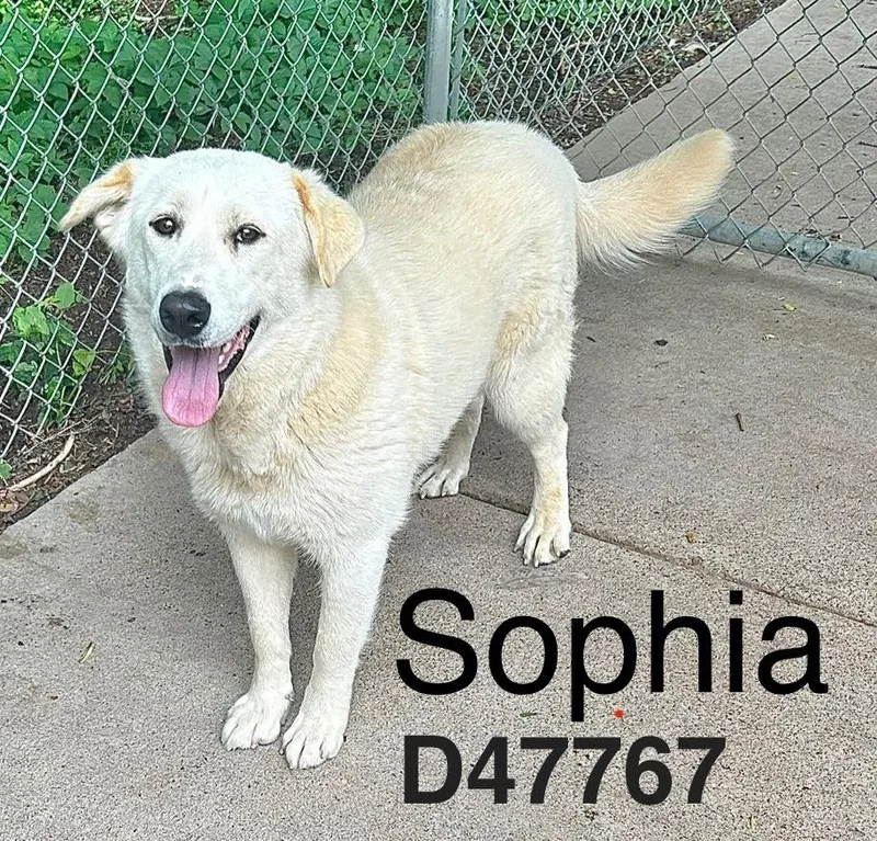 Sophia thumbnail 2