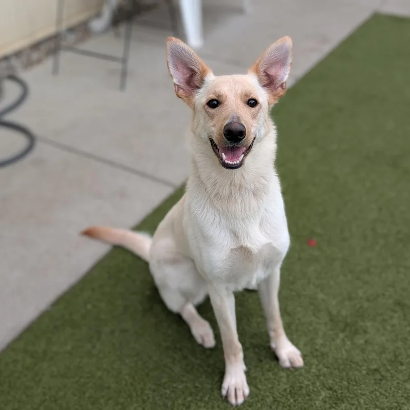 An adult medium-sized female Yellow / Tan / Blond / Fawn Mixed Breed dog named Misty for adoption in Toledo, OH
