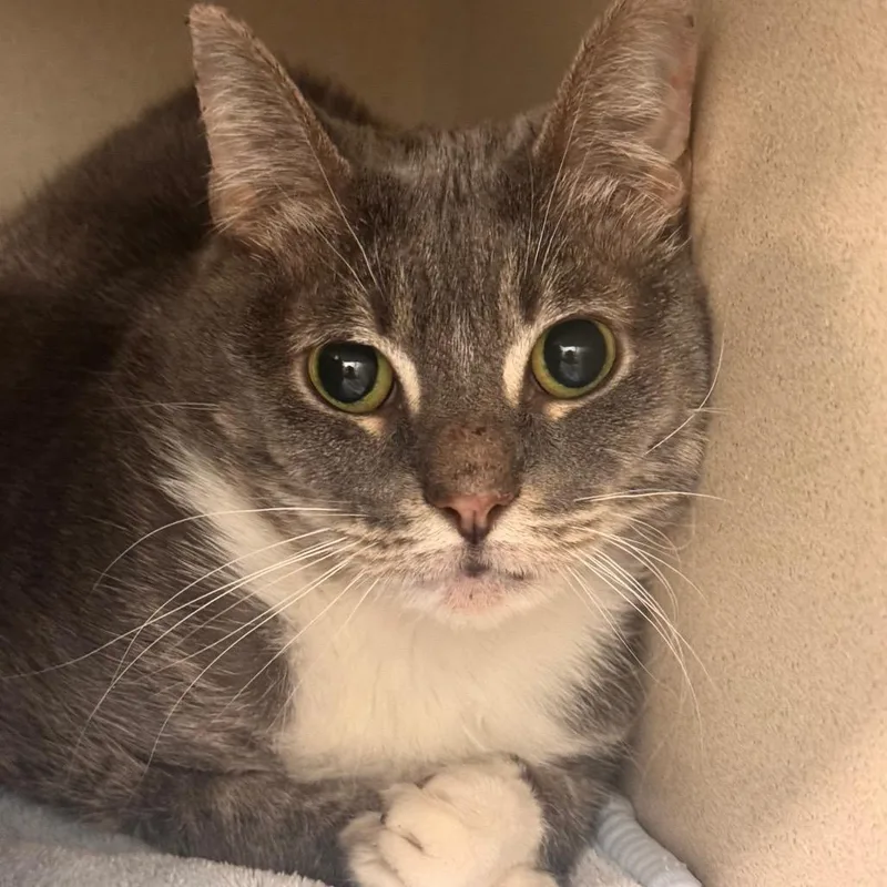 A senior large-sized female Gray / Blue / Silver Domestic Short Hair cat named Leah for adoption in Wheeling, IL