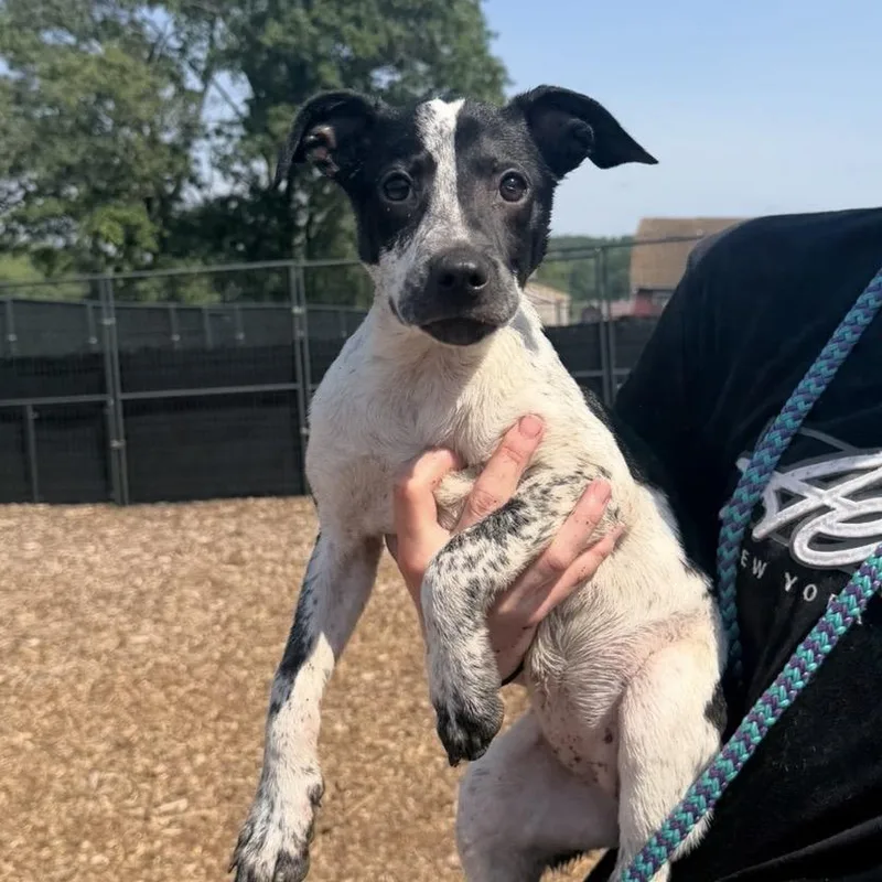A baby small-sized female White / Cream Mixed Breed dog named Cat for adoption in Wappingers Falls, NY