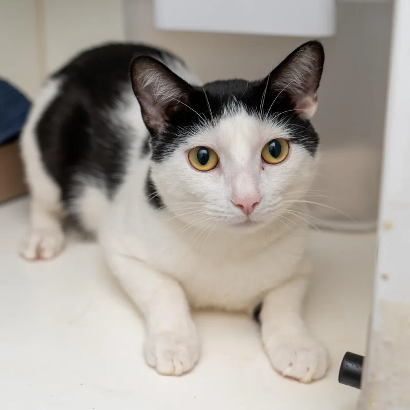 A young medium-sized male White Domestic Short Hair cat named Papi for adoption in New York, NY