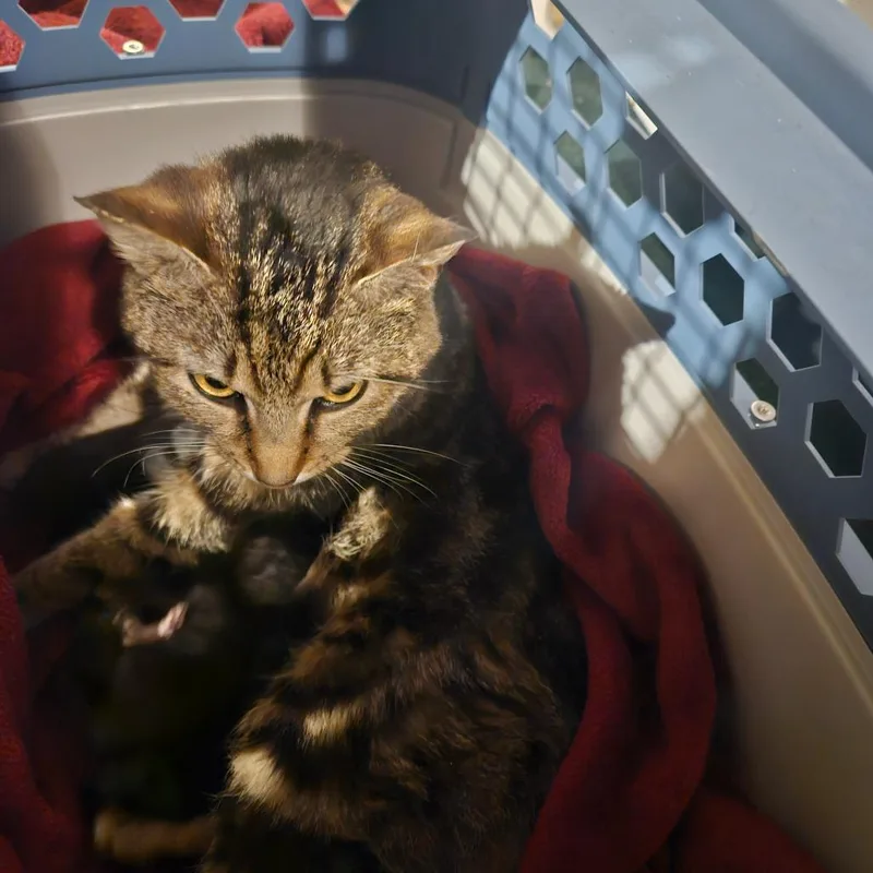 A baby medium-sized female Brown / Chocolate Domestic Short Hair cat named Sally Nursing Mom for adoption in Ringtown, PA