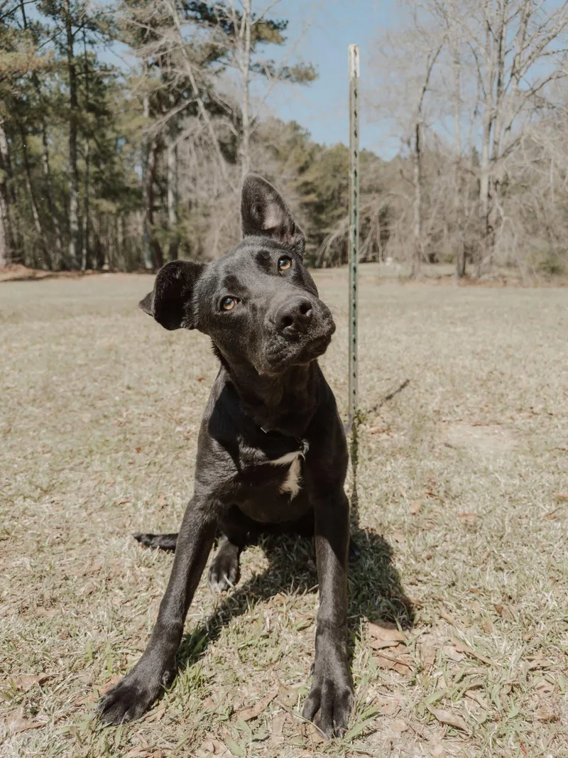 Gummie Bear thumbnail 2