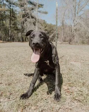 Gummie Bear thumbnail 3