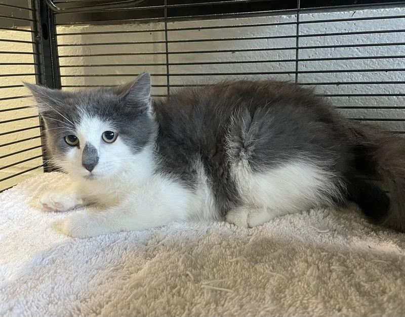 A young medium-sized male Gray & White Domestic Short Hair cat named Posh Spice for adoption in Jackson, MI