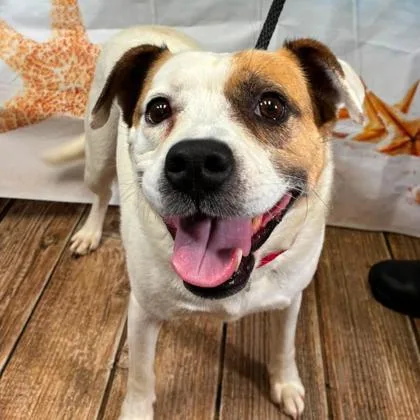 An adult medium-sized female Terrier dog named Pamala for adoption in Gastonia, NC