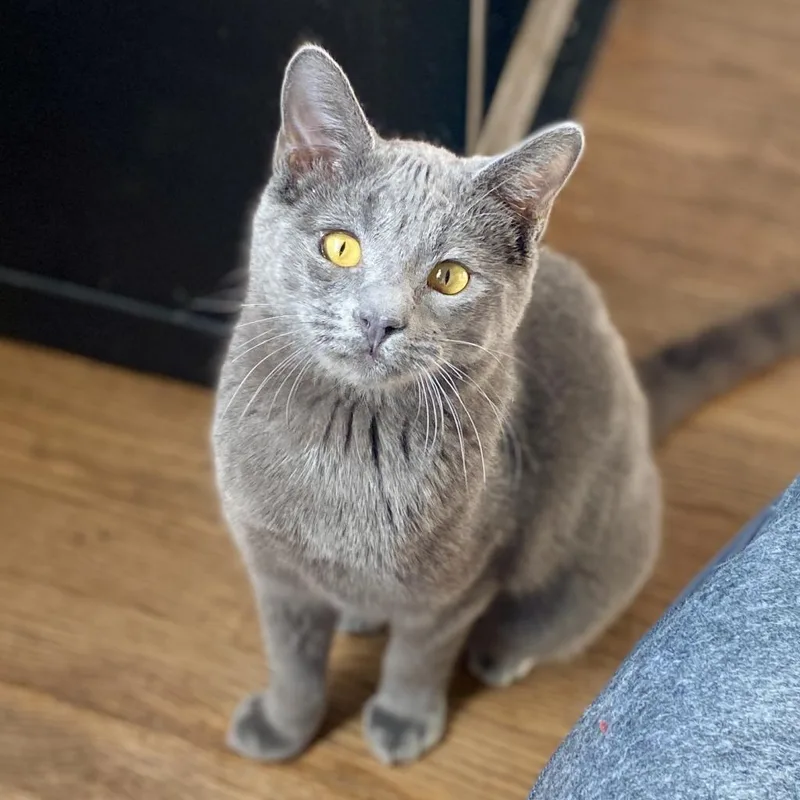 An adult small-sized male Gray / Blue / Silver Domestic Short Hair cat named Ziggy for adoption in Los Angeles, CA