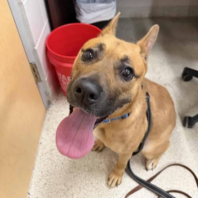 An adult medium-sized female Brown / Chocolate Mixed Breed dog named Jackie for adoption in Jacksonville, FL