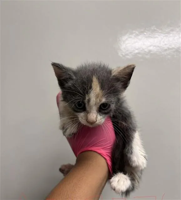 A baby small-sized female Domestic Short Hair cat named Firethorn for adoption in Ontario, CA