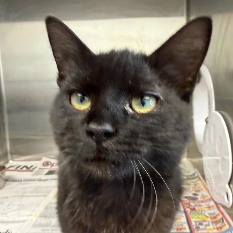 A young small-sized female Black Domestic Medium Hair cat named Clark for adoption in Marshall, TX