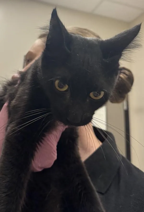 An adult small-sized male Domestic Short Hair cat named Jedediah for adoption in El Cajon, CA