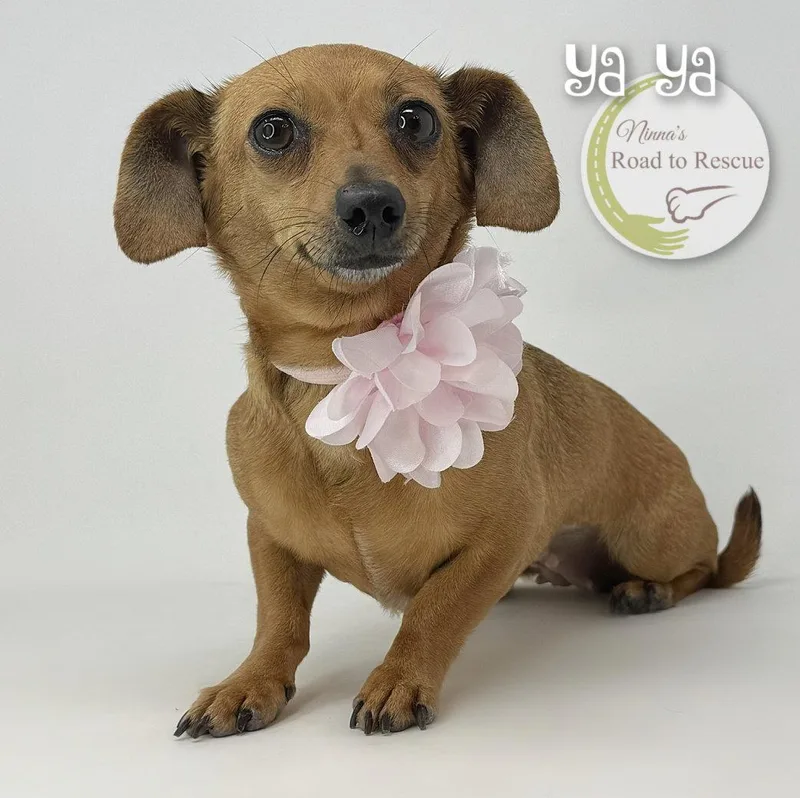 An adult small-sized female Dachshund dog named Ya Ya for adoption in Benton, LA