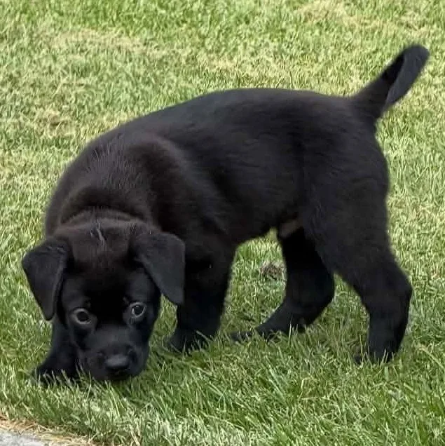 A young medium-sized male Mixed Breed dog named Ben Wyatt for adoption in Racine, WI