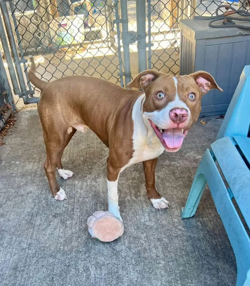 A young medium-sized male Brown / Chocolate Pit Bull Terrier dog named Kamden for adoption in Chicago, IL