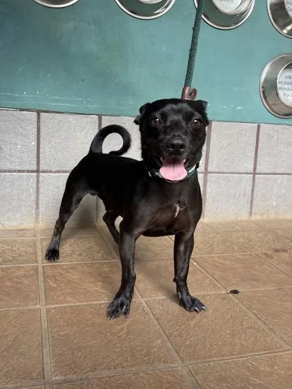 An adult small-sized male Chihuahua dog named Pepito for adoption in Honolulu, HI