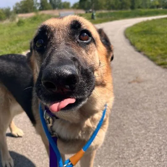 An adult large-sized female Black German Shepherd Dog dog named Elolame for adoption in Matteson, IL