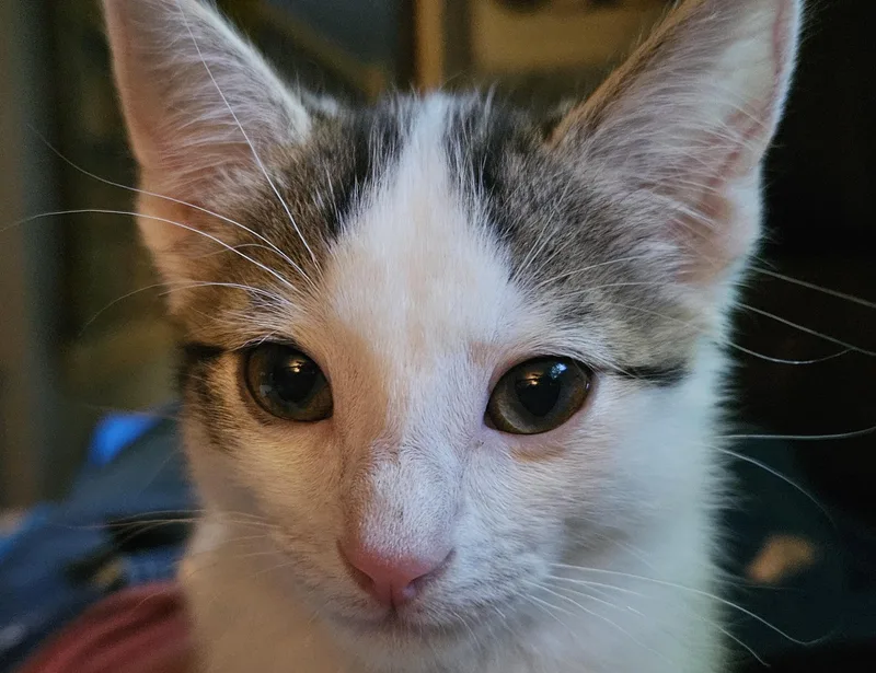 Emmylou