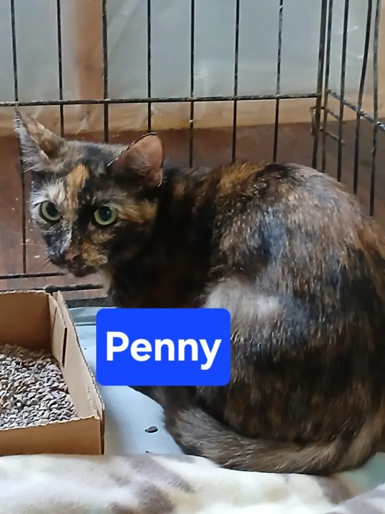 A young small-sized female Domestic Short Hair cat named Penny for adoption in Olney, IL