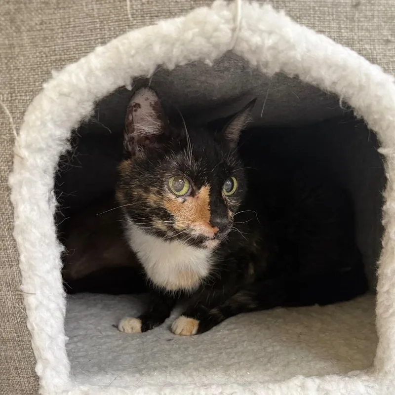 A senior medium-sized female Calico Domestic Short Hair cat named Elvira for adoption in Hemet, CA