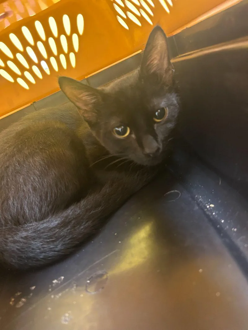 A baby small-sized male Black Domestic Short Hair cat named Magic for adoption in Raleigh, NC
