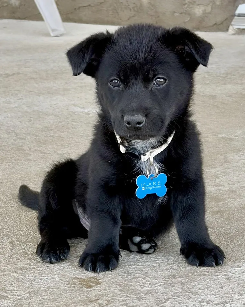 A baby medium-sized male Terrier dog named Keith for adoption in Corona, CA