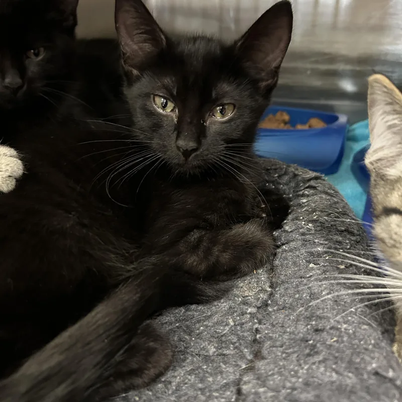 A baby medium-sized female Black Domestic Short Hair cat named Murders  of for adoption in La Grange Park, IL