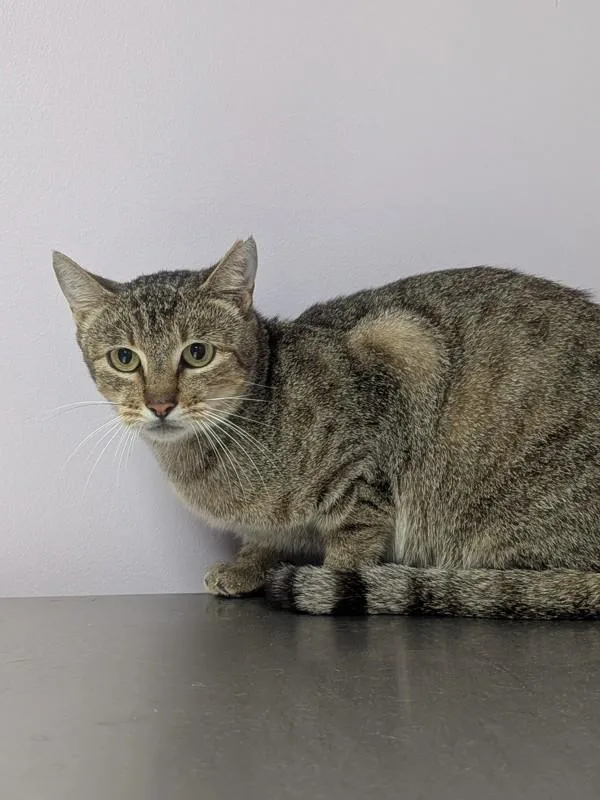 An adult small-sized male Domestic Short Hair cat named Horton for adoption in Vancouver, WA
