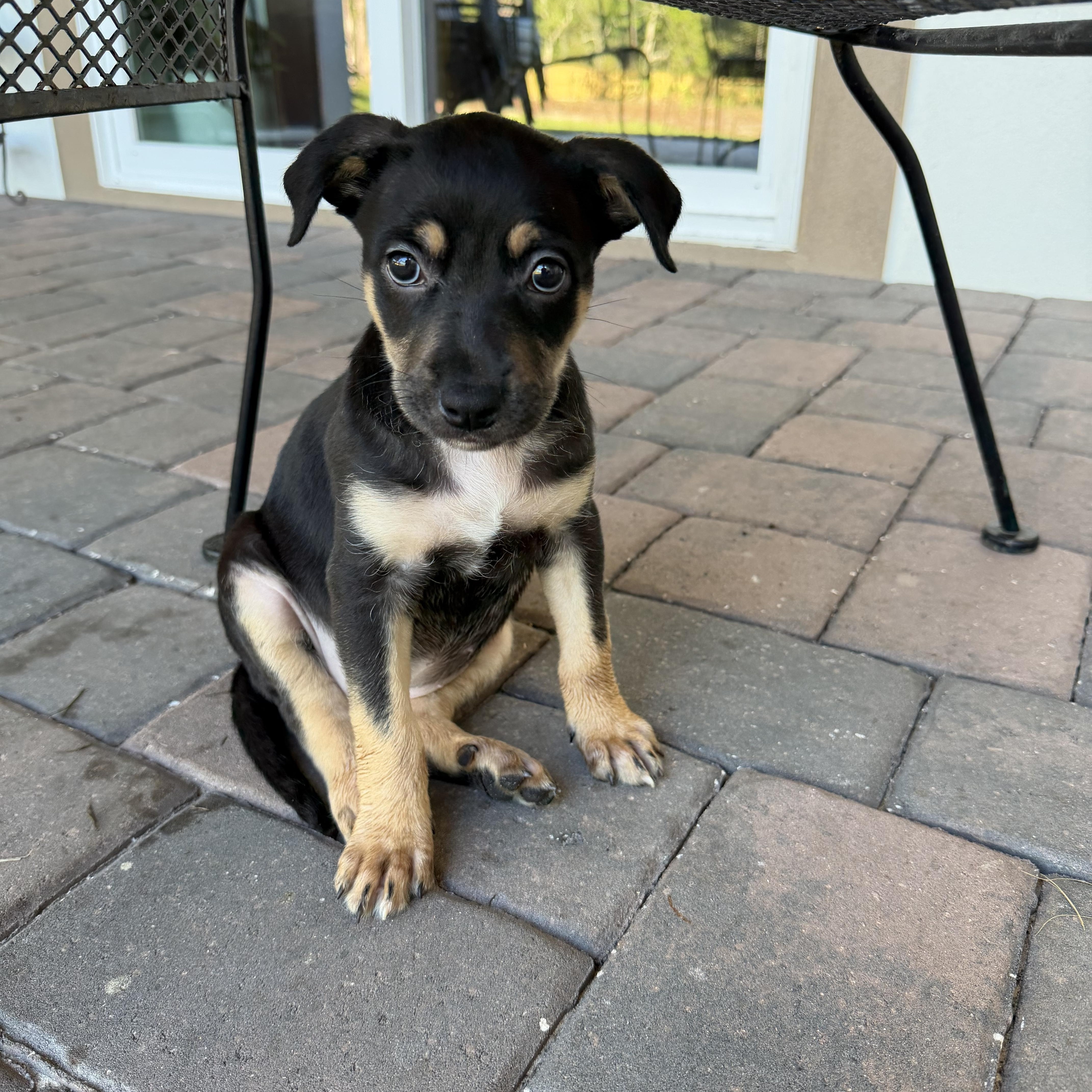 A baby medium-sized female German Shepherd Dog named Dolly for adoption in Groveland, FL