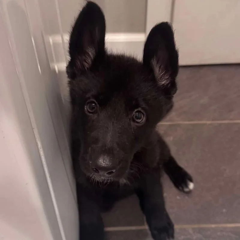 A baby large-sized male Black German Shepherd Dog dog named Joseph for adoption in Farmersville, OH