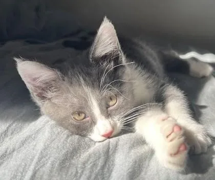 A young small-sized female Domestic Short Hair cat named Kiwi for adoption in New Hope, PA