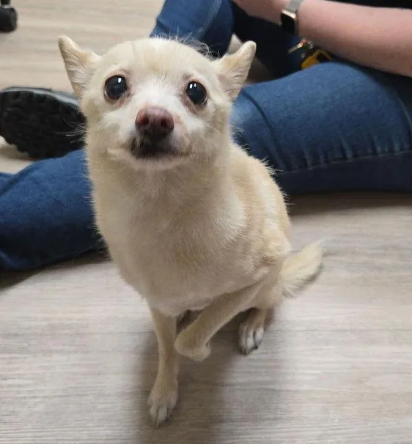 A senior small-sized female Chihuahua dog named Gypsy for adoption in Oceanside, CA
