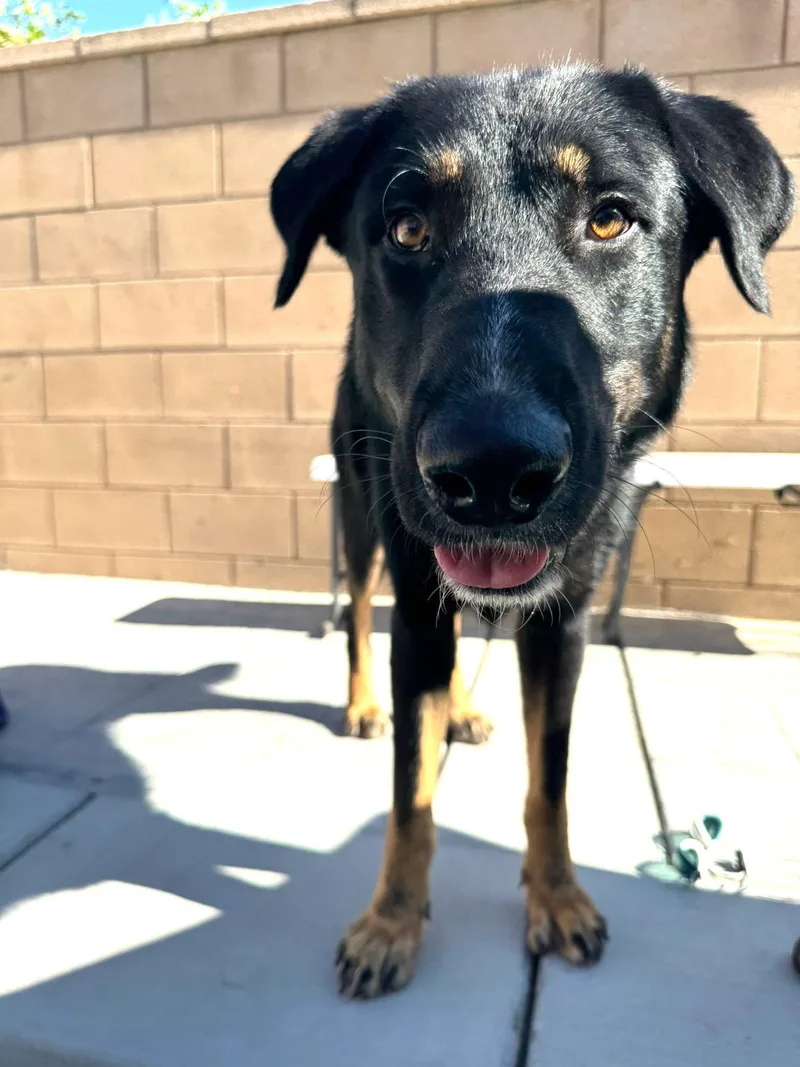A young large-sized male Black German Shepherd Dog dog named Pluto for adoption in Naperville, IL