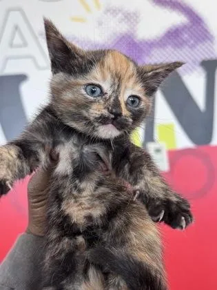 A baby small-sized female Domestic Short Hair cat named Annabella for adoption in West Chester, PA