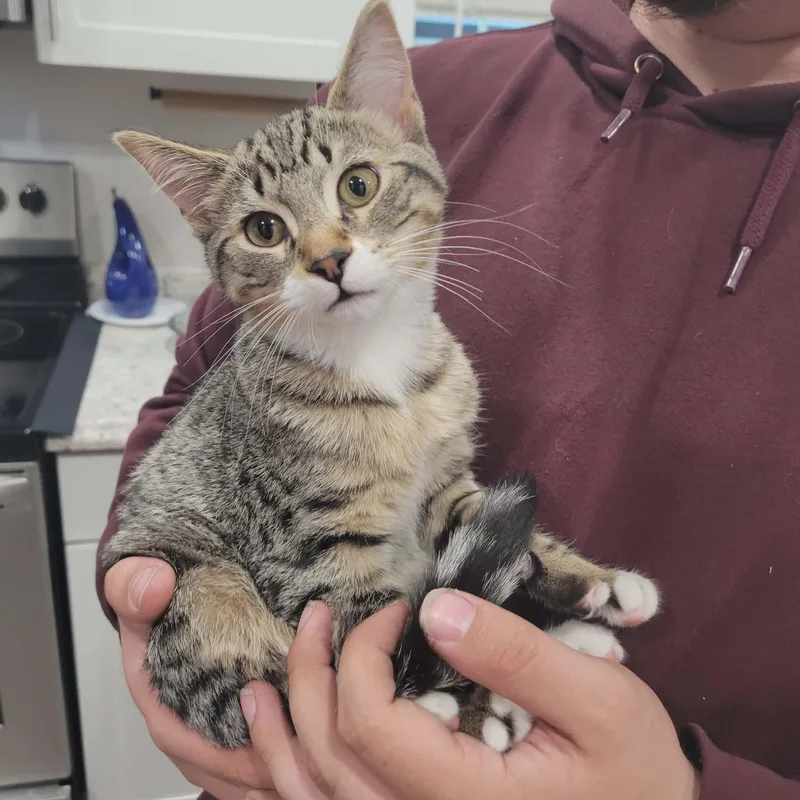 A young medium-sized male Tabby (Brown / Chocolate) Domestic Short Hair cat named Mochi for adoption in Grand Forks, ND