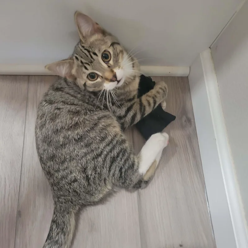 Mochi thumbnail 3