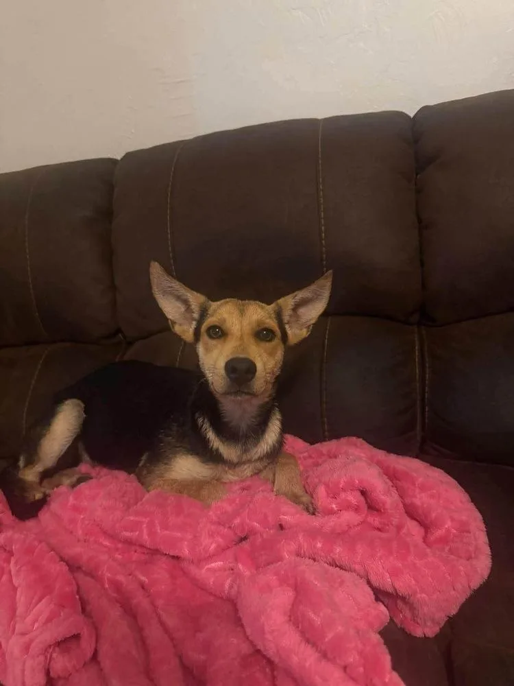 A young medium-sized female Brown / Chocolate Terrier dog named Wrigley for adoption in Shawnee, OK