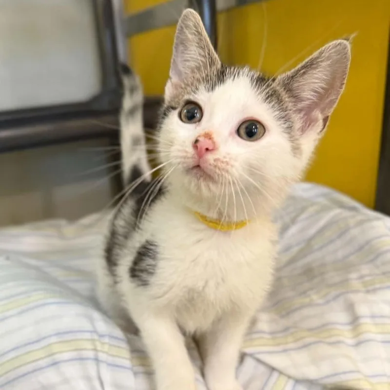A baby medium-sized male White Domestic Short Hair cat named Meteor for adoption in Penn Yan, NY