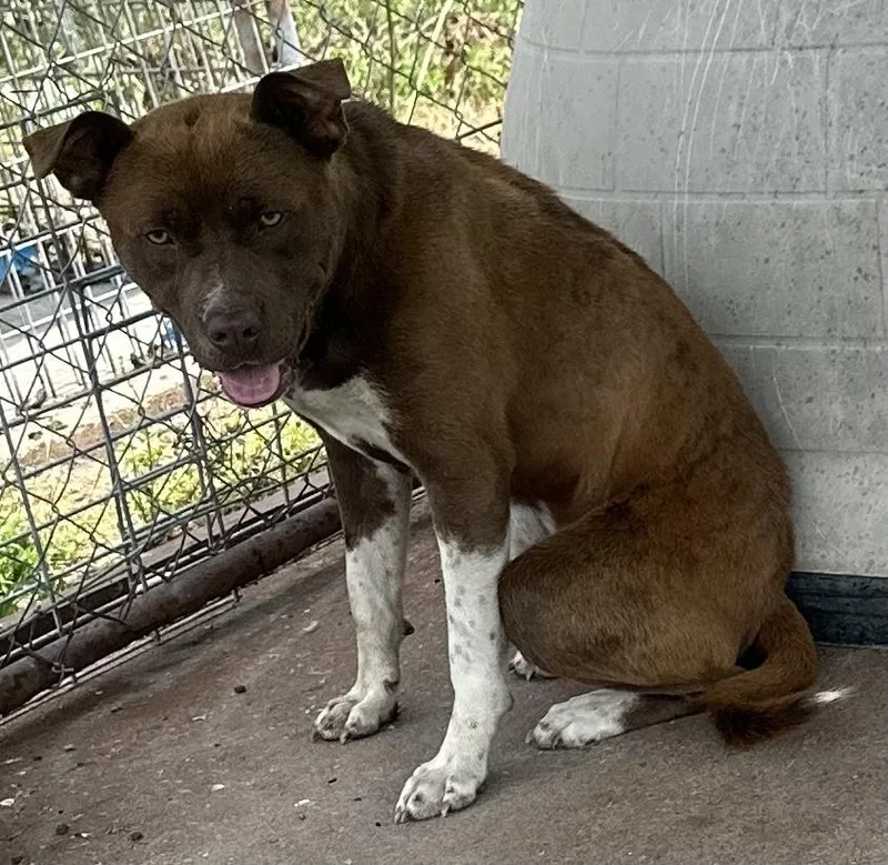 A young medium-sized male Bicolor Mixed Breed dog named Ole Red for adoption in Bruce, MS