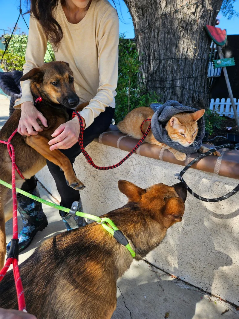 Live From Ny! It's thumbnail 2