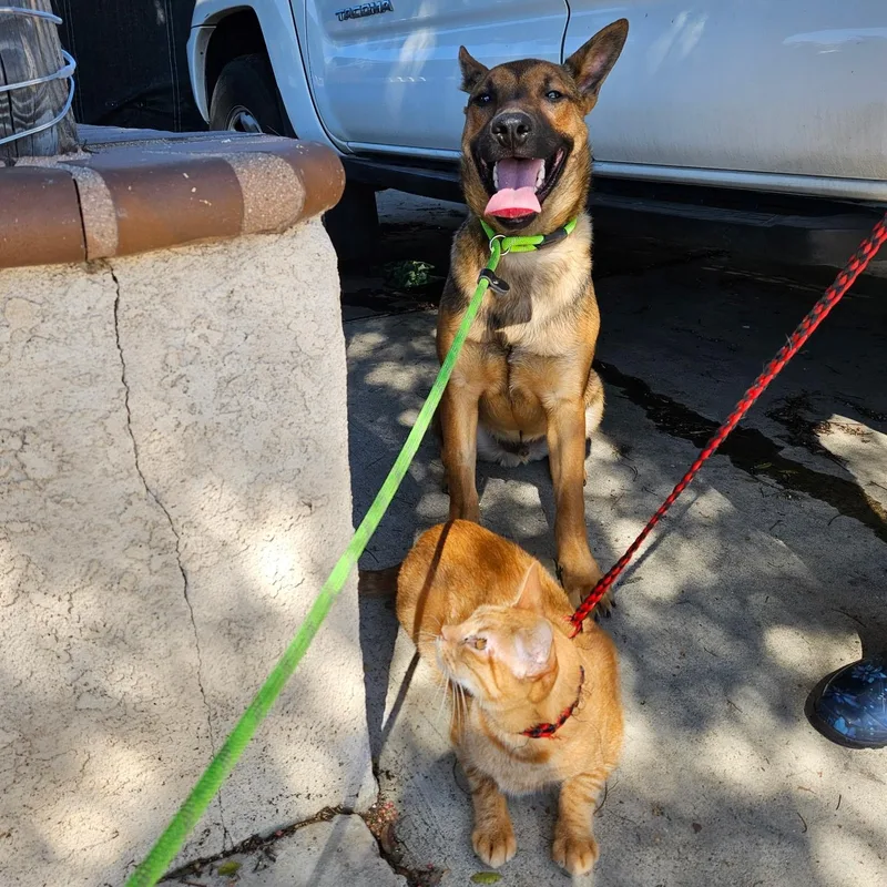 Live From Ny! It's thumbnail 4