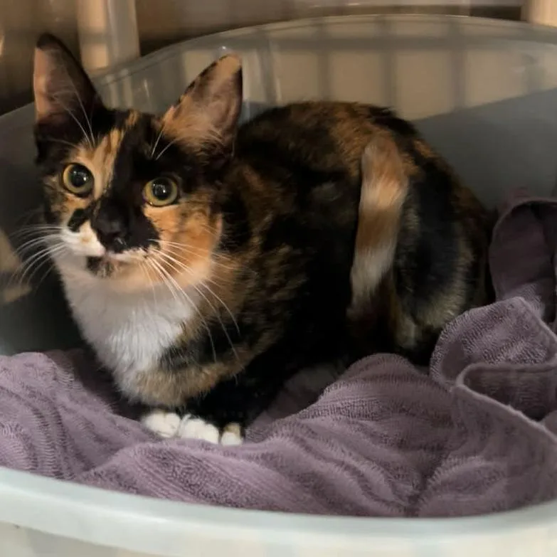 A young medium-sized female Calico Domestic Short Hair cat named Kennedy for adoption in Manheim, PA